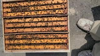 How to save your honey bees from swarming