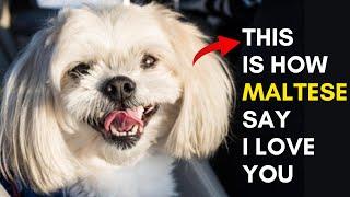 10 Signs that Your Maltese Dog Loves You But you Don't Know