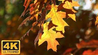 11 HOURS of 4K Enchanting Autumn Nature Scenes + Relaxing Piano Music for Stress Relief