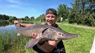 Mega Störe und ein 1. Klasse Karpfen Tipps & Tricks  #angeln #fishing #carp #outdoor #stör