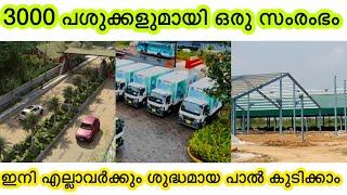 3000 പശുക്കളുമായി കേരളത്തിൽ നിന്നും ഒരു സംരംഭം/yte milk/Haims venture /farm /Cisel Shak Vlog