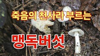 죽음의 천사라 부르는 맹독버섯들