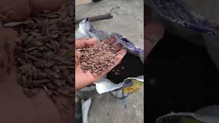 Black rice seeds  farming