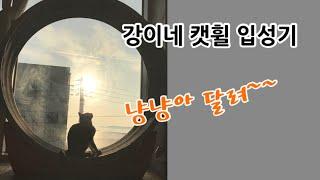강이네 고양이들 캣휠 입성기. Bring a PETRING, Kang's cats home