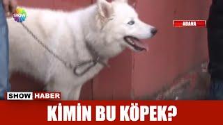 Kimin bu köpek?