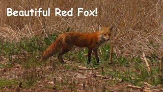 Beautiful Red Fox Encounter