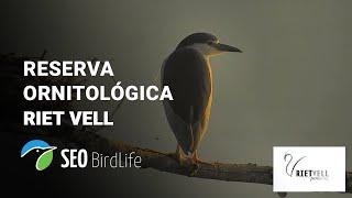  Aves en DIRECTO - Reserva Ornitológica Riet Vell, Delta del Ebro