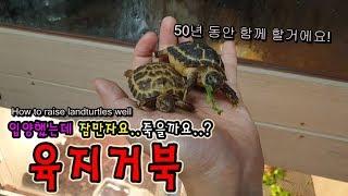 어떻게 해야 "건강한 육지거북이"를 입양할수 있을까요.....? [정브르] /How to Testudo horsfieldii