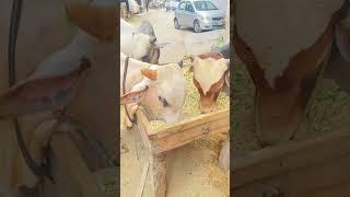 Allahumdulliallah۲۰۲۴️|قربانی |#2024 |#cow #bakraeid