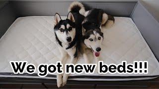Unboxing New Beds with Huskies! Check out our new Ablyea Mattress!!