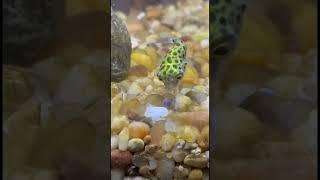 Small Green Spotted Pufferfish Feasts on Ramshorn