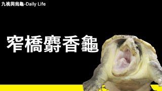 窄橋麝香龜介紹【九桃來介紹爬蟲《Reptiles》】