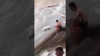 Dog Slipped Into Water… But Watch the End! #Shorts #Viral