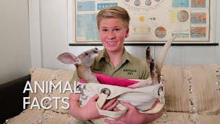 Animal Facts with Robert Irwin: Red Kangaroo