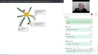 Вебинар. Виоргон 2. Нейродегенеративные заболевания. Демиелинизация нерва. Рассеянный склероз.
