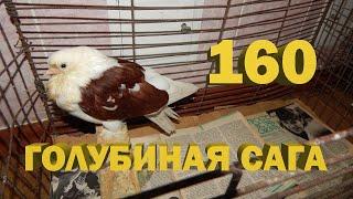 Милы и Кеши больше нет с нами - Голубиная сага - Серия 160