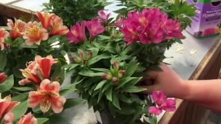 Alstroemeria Care