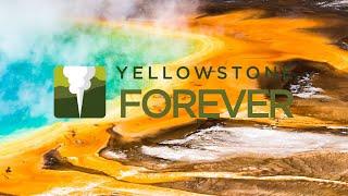 Yellowstone Forever