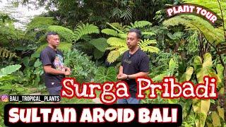 Plant Tour ke BALI TROPICAL PLANTS !SULTAN AROID BALI #aroids#anthurium