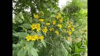 芬蘭夏天的花｜Summer Flowers in Finland #旅行喵