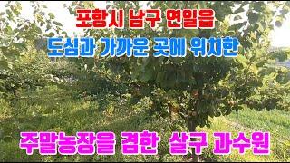 연일읍 도심과 가까운 곳에 위치한 주말농장을 겸한 살구 과수원 포항부동산 과수원 매매