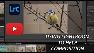 Improve your BIRD & WILDLIFE PHOTOGRAPHY composition buy using LIGHTROOM rule of thirds grid