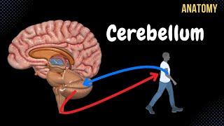 Cerebellum Anatomy (External & Internal Structures, Tracts, Nuclei)