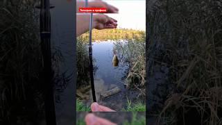 Окунь на микро блесну  #fishing #рыбалка #какпойматьокуня