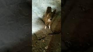  Beautiful Homely Smart Dog Fun moments‼️‼️#doglover #ytshorts #dogfunny #viral #dogdialogue #india