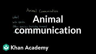 Animal communication | Individuals and Society | MCAT | Khan Academy