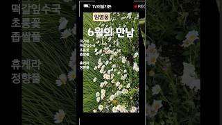 #6월의 만남  #임영웅  #garden