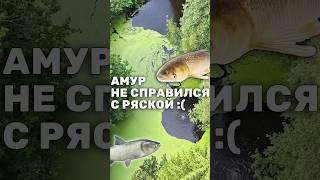 Очищаем пруд два года - результат. Амур, Толстолобик и ряска. Очистка пруда бюджетно #shorts