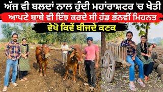 ਅੱਜ ਵੀ ਬਲਦਾਂ ਨਾਲ ਹੁੰਦੀ ਮਹਾਂਰਾਸ਼ਟਰ 'ਚ ਖੇਤੀ । Agriculture In Nanded । Hazur Sahib । Walk With Turna