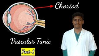 What is Choriod? ||Vascular Tunic||General Aesthesiology||1st yr Anatomy @twinklepaws001 #anatomy