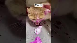 is a cat a carnivore or an omnivore?#kucing #cat #cats #kitten #kucinglucu #cute