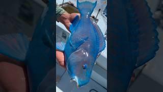 This Fish can Change Gender multiple times! 
