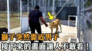 男子不慎闯入獅子園，獅子猛撲男子後卻突然鬆手，背後的原因竟是……