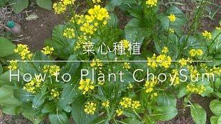 菜心的種籽和扦插種植 How to Plant Choy Sum from Seed and Plants