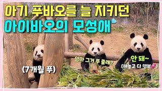 [번외편] 처음 공개해봐요! 엄마가 처음이라 푸바오를 몸으로 감추기도 했던 아이바오의 본능적인 모성애와 꼬물이 푸바오