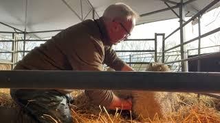 Farmer Rob's Lambing Adventure - Cannon Hall Farm