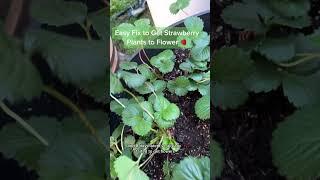 Quick, Easy way to get Strawberry Plants to Flower #gardeningtips #backyardgarden #containergarden