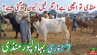 Bhawalpur Cow Mandi Fresh Latest Update Video | Cholistani Nukre Sahiwal Bachre | Cow Mandi 2025