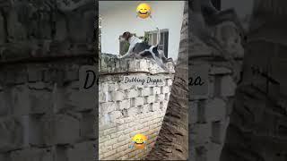 Munimma  || Dubbing Dappa #funny #shorts #dog #shortsfeed #doglover #dogvideos #comedy #dogshorts