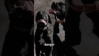 Why Cane Corsos Show Extreme Loyalty to One Family or Handler ️ #CaneCorso #DailyK9 #Corso