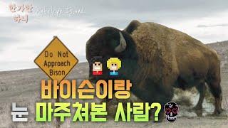 앤터로프 아일랜드 주립공원 Antelope Island 에서 바이슨 마주친 날!