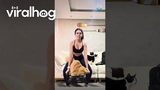 Weight Training with Gordinho the Cat || ViralHog