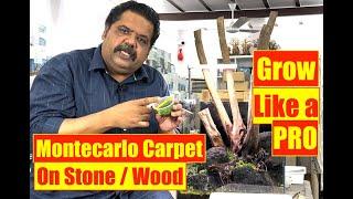 Growing Aquarium Plants | Montecarlo Carpet on stone | Nature Aquarium | Mayur Dev Aquascaper 4K