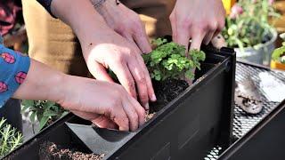 How to plant up your PlantBox troughs