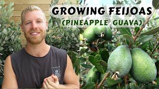 How to Grow Feijoas - Planting and Care Guide