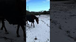 Beautiful Horse TEXAS SNOW #horse  #ranch